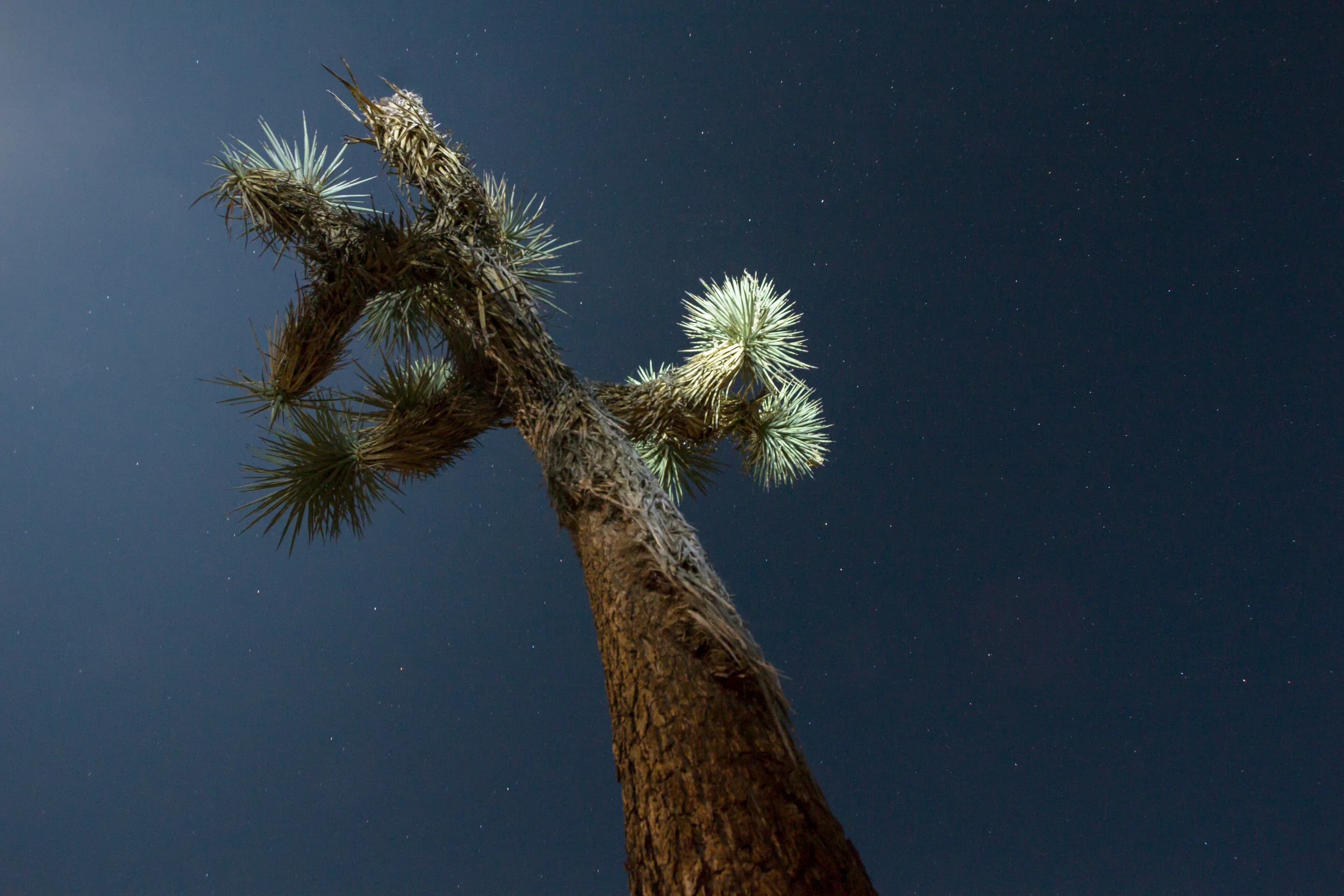 Joshua Tree