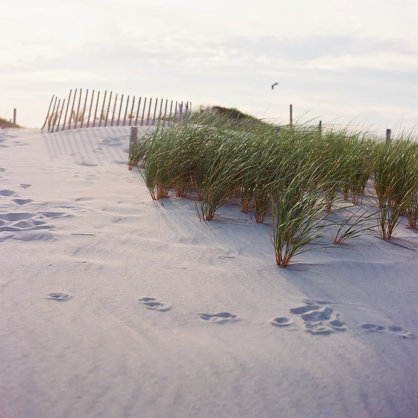 Dunes