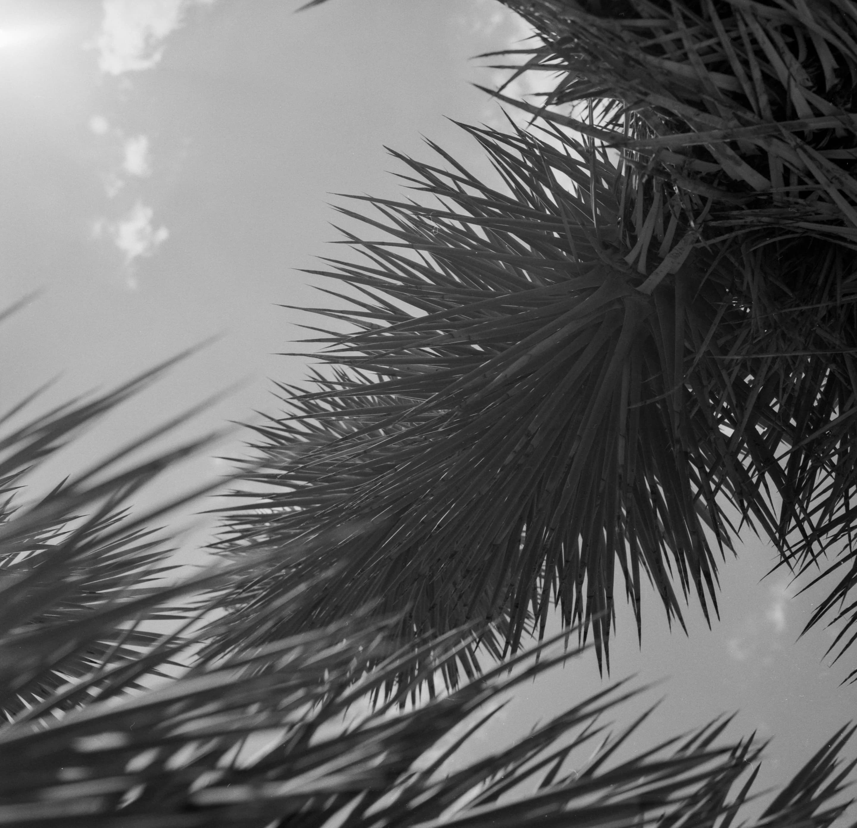 Desert Palms