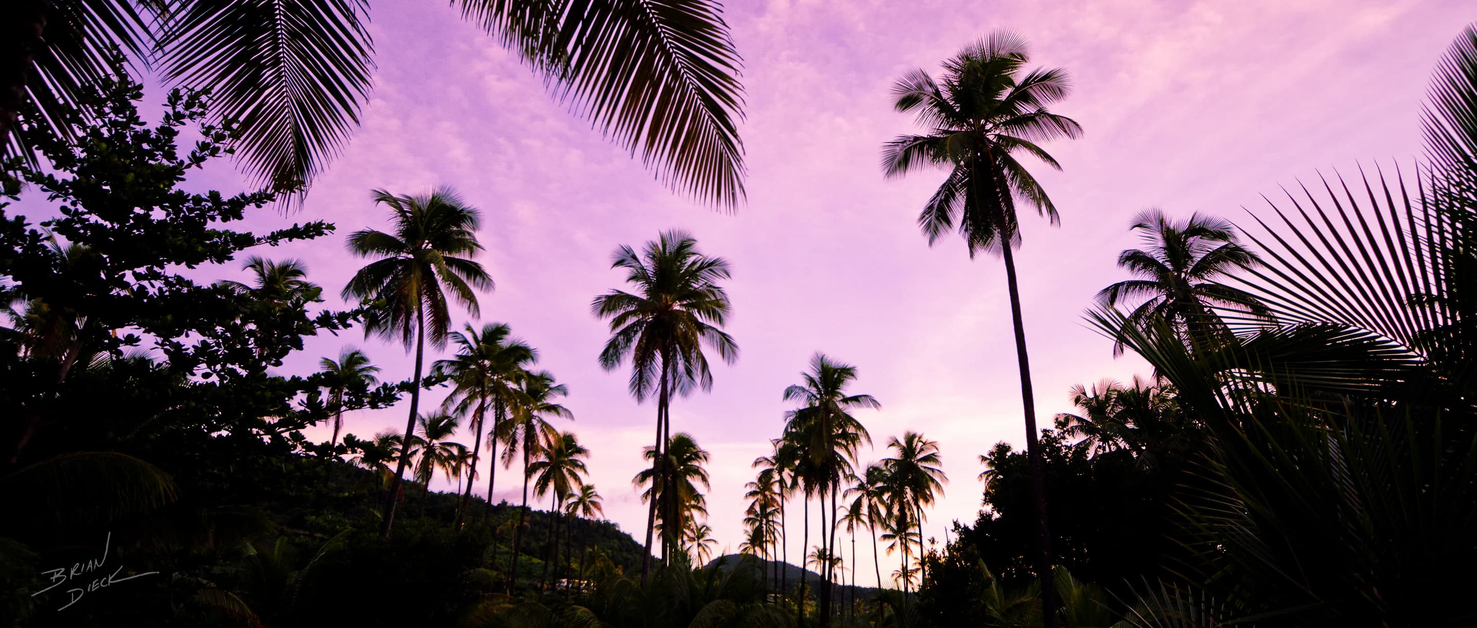 Dominica Palms