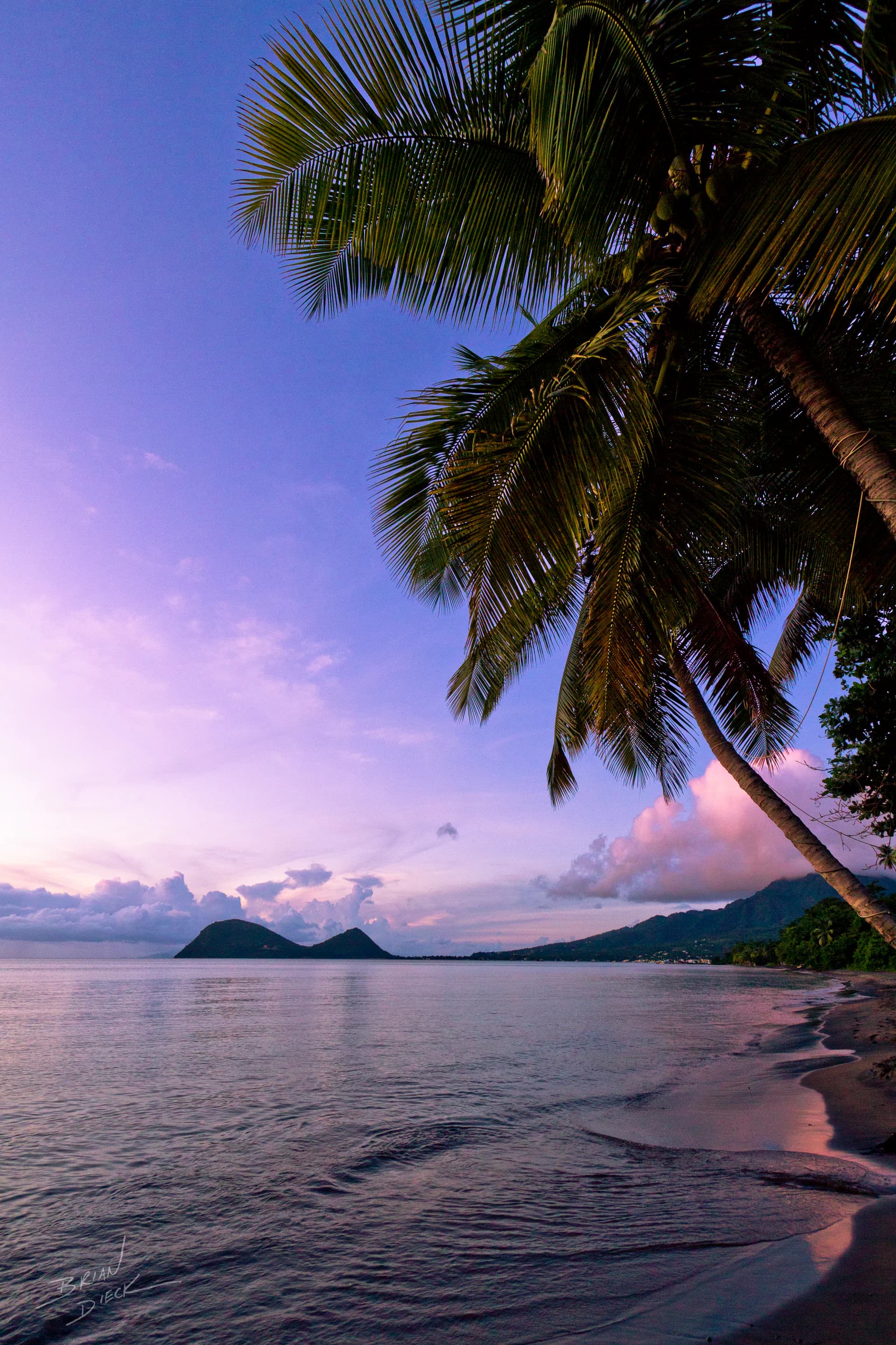 Dominica Shore
