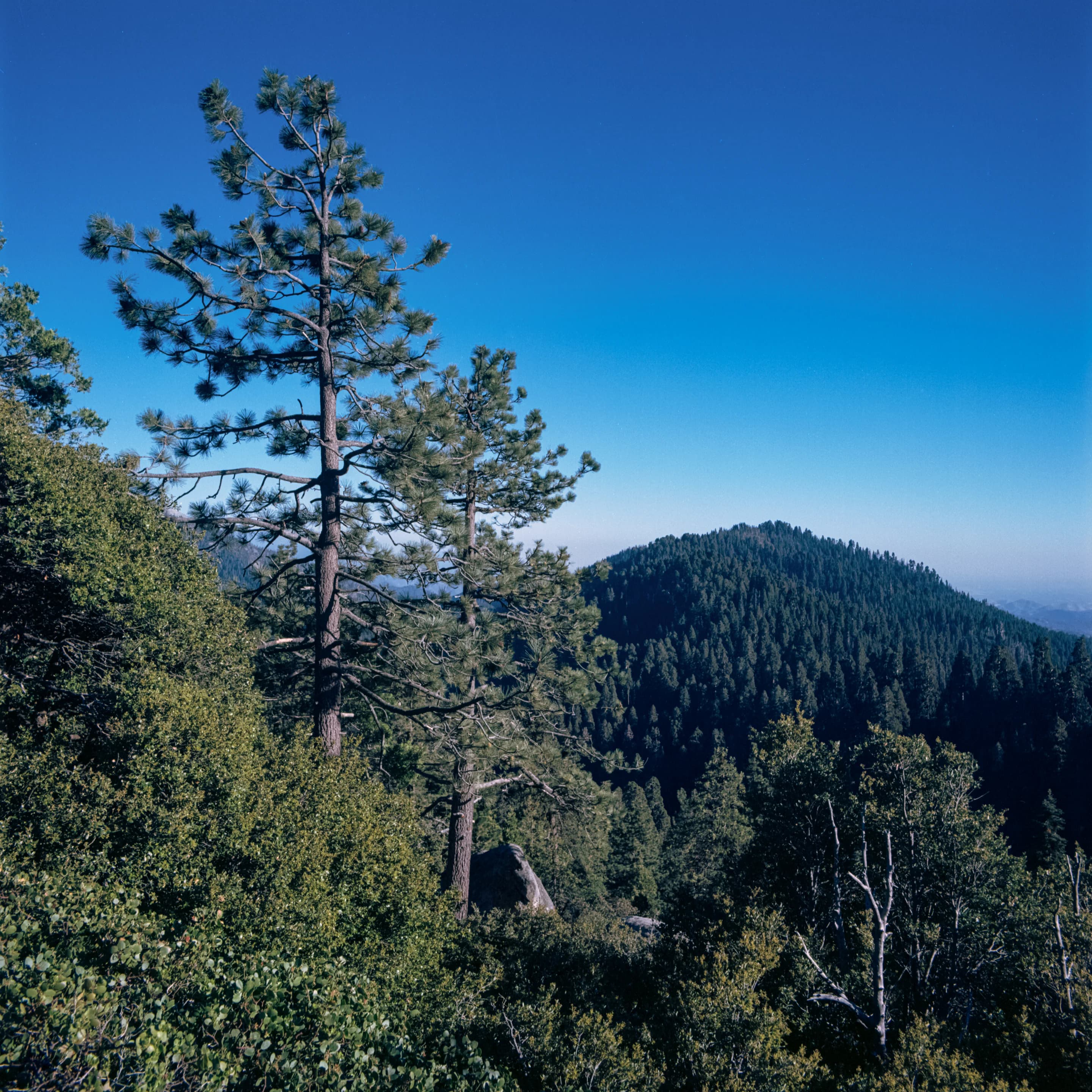 Mountain Pine