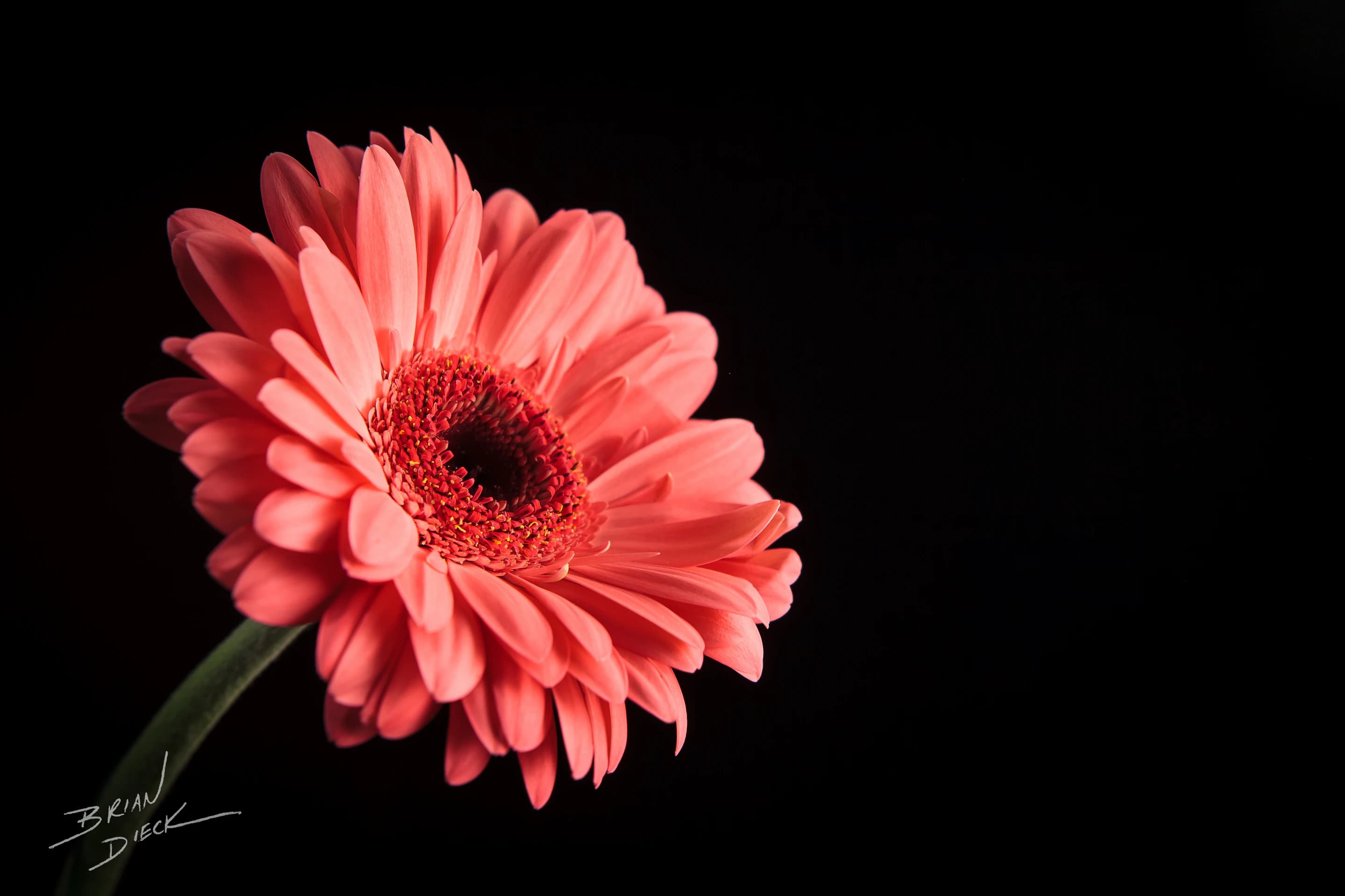 Gerbera Study