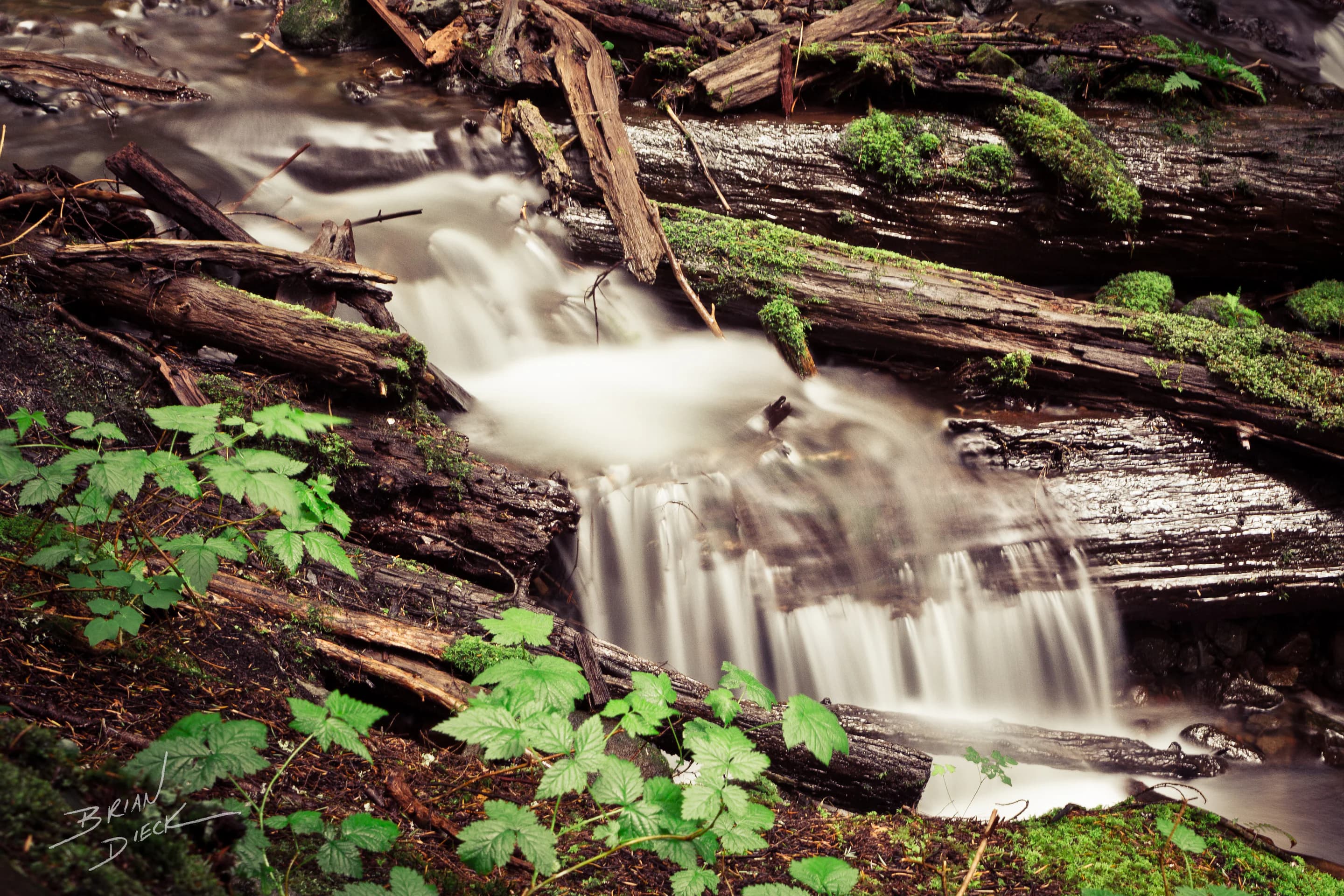 Forest Stream