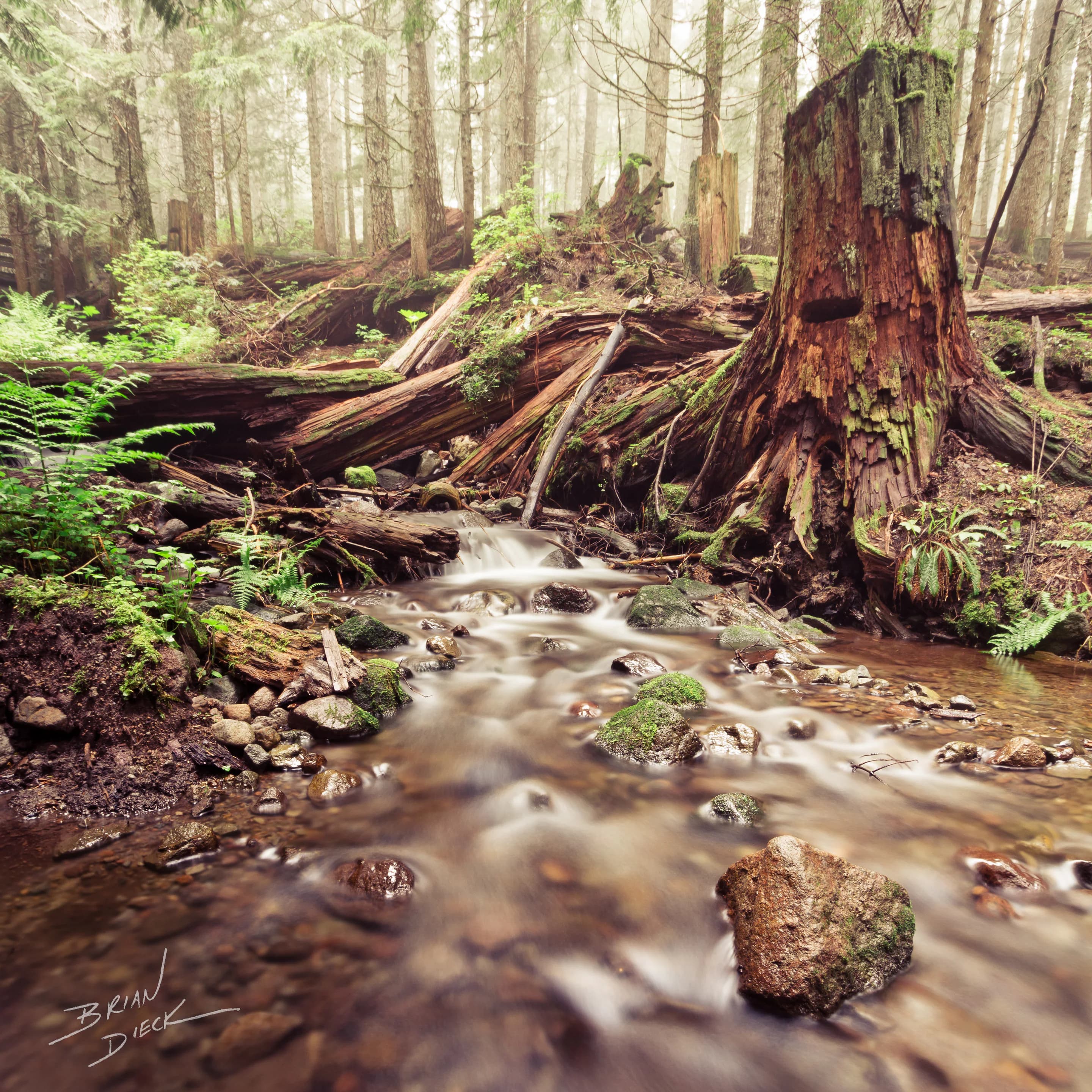 Forest Floor