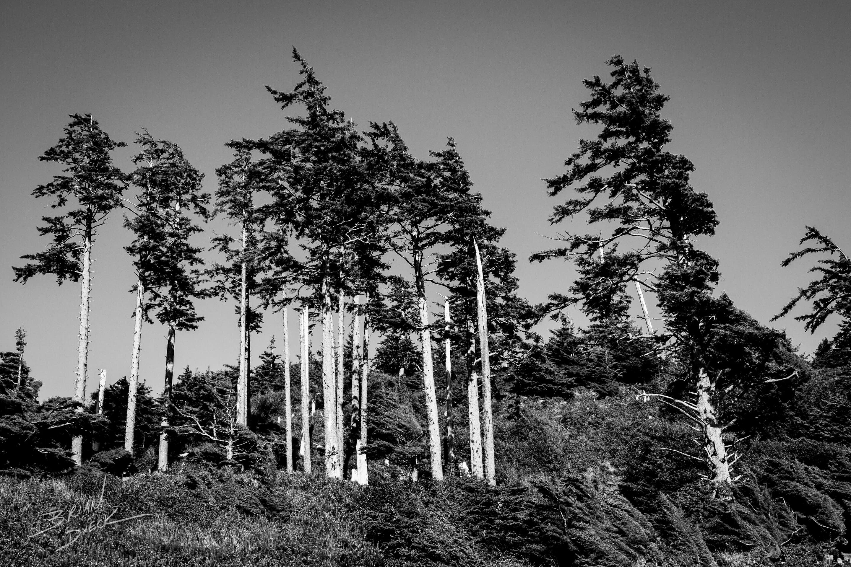 Oregon Forest