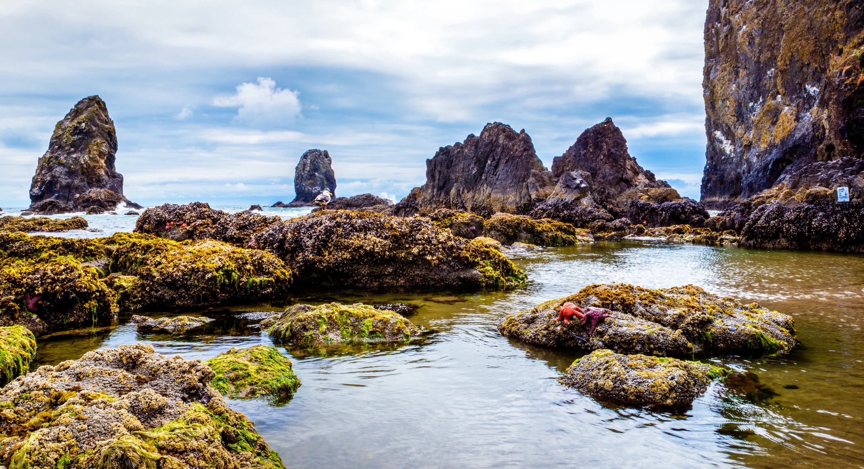 Oregon Tide Pools