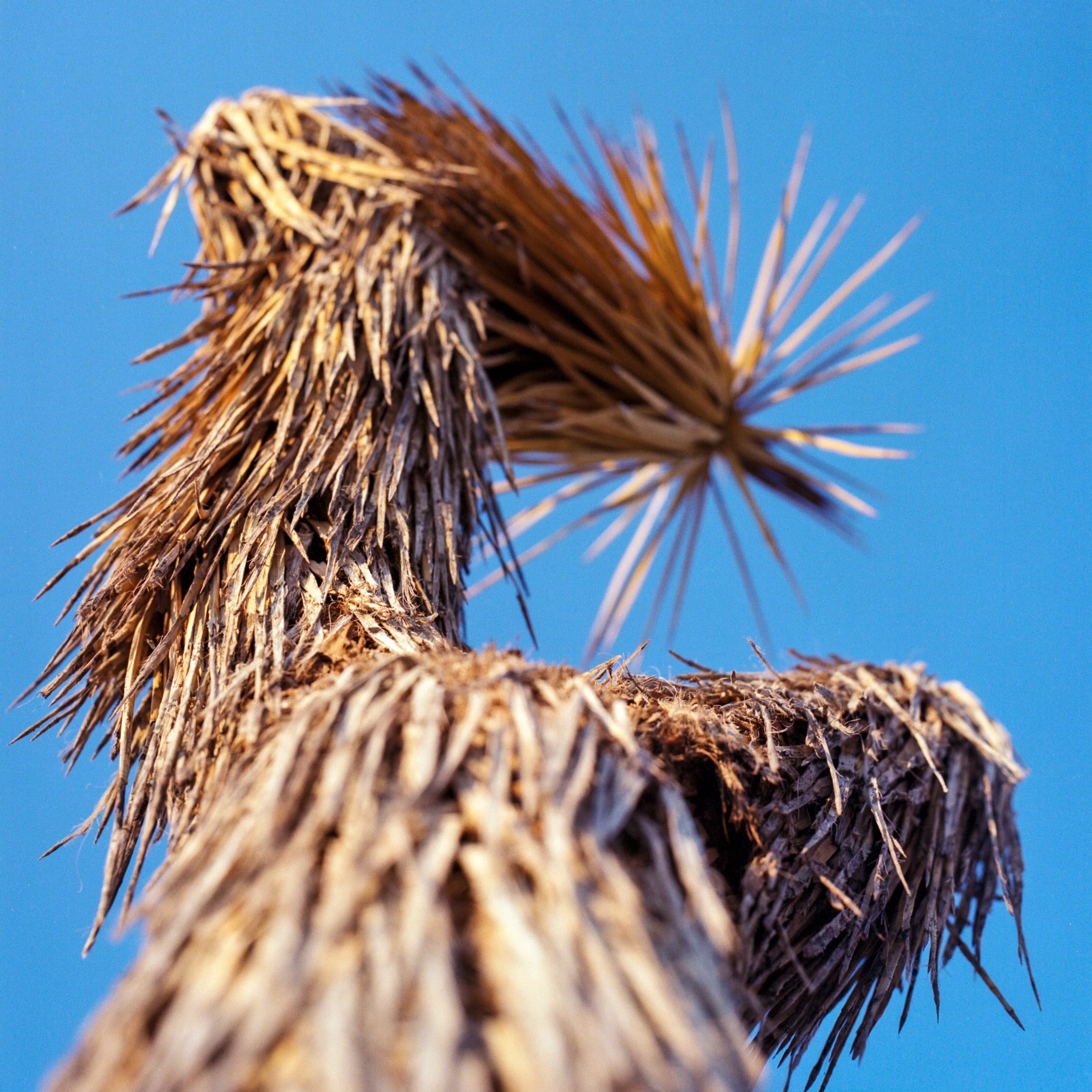 Joshua Tree Detail