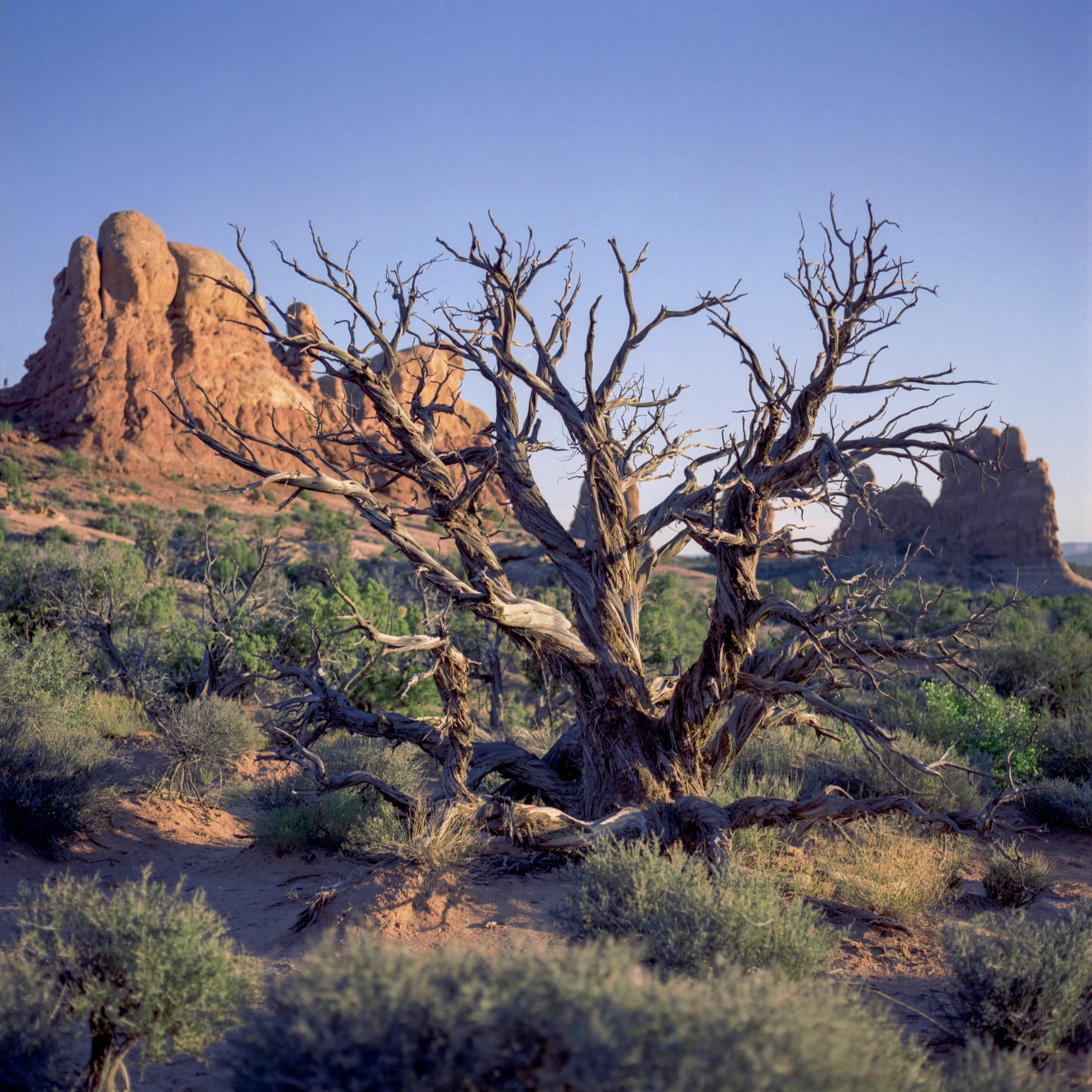 Utah Desert Tree